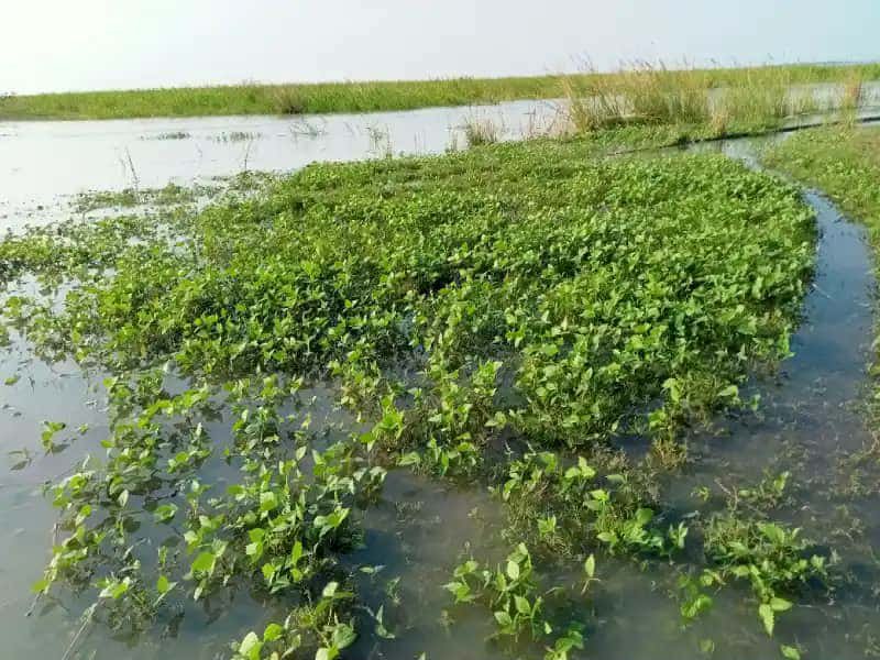 Swelling Jamuna submerges crop fields in Bera 