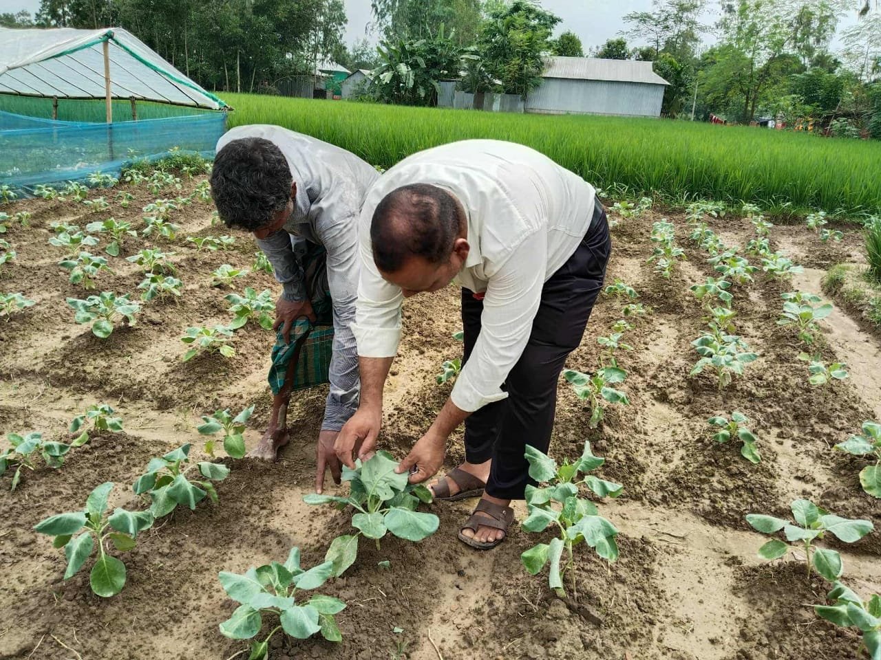 Tangail farmers passing busy time growing winter vegetables 