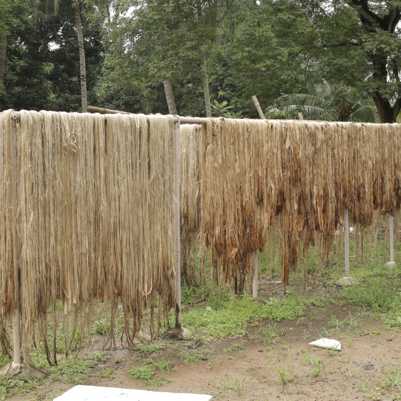 Bumper Jute production makes Narail farmers happy