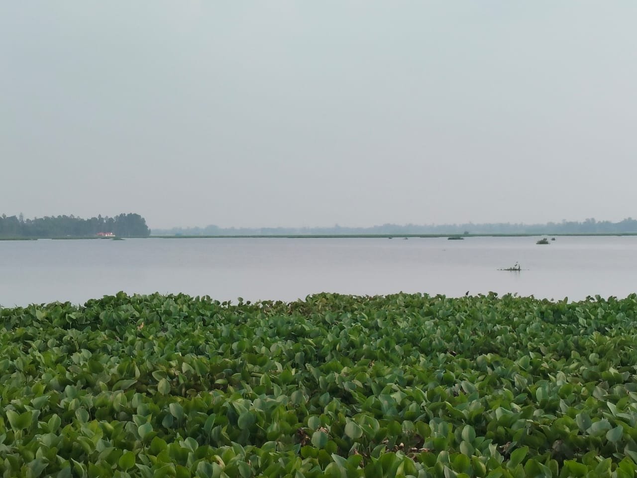 Native fish facing extinction in Charan Beel