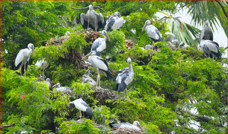 Bangladesh wetlands: Home to 1.7 lakh colonial waterbirds facing ecological threats