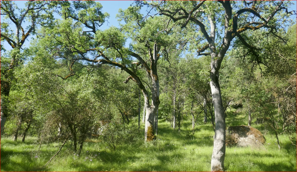 What native-held lands in California can teach about resilience and the future of wildfire