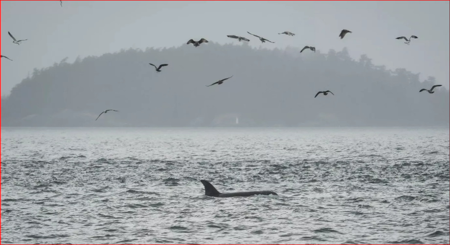 Scientists test underwater fiber-optic cables to help save endangered orcas