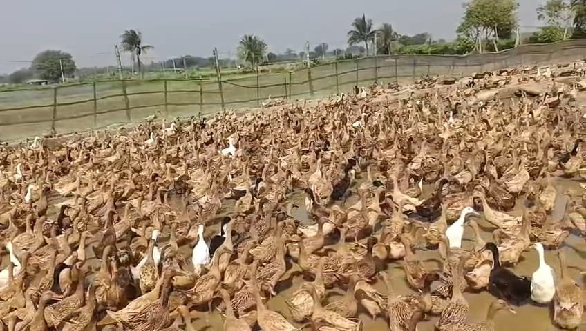 Duck farming changes lot of Monajat Ali