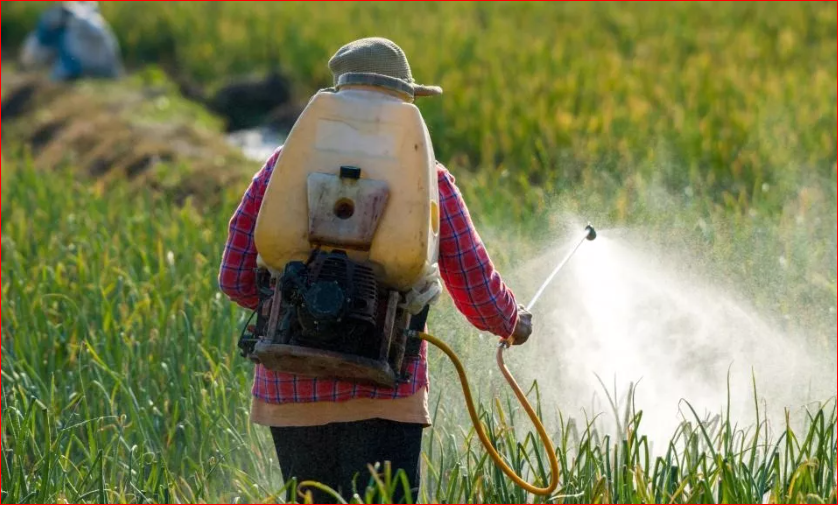 Toxic harvest: Food safety slipping away in Bangladesh