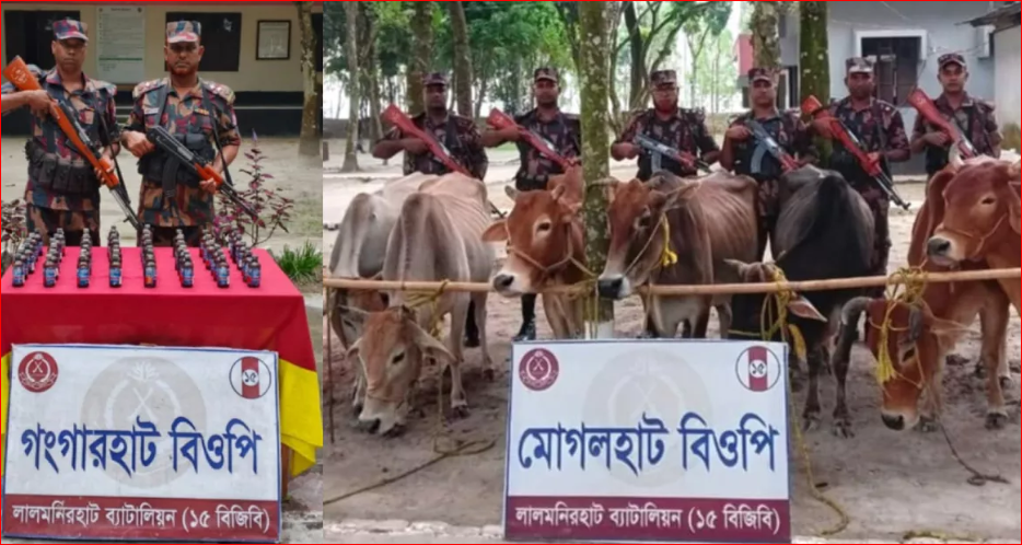 BGB seizes drugs, Indian cattle from Lalmonirhat border