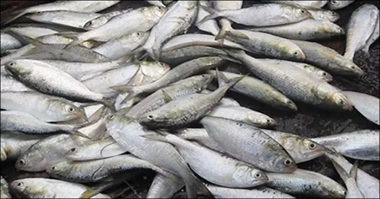 8-month ban on Jatka fishing begins