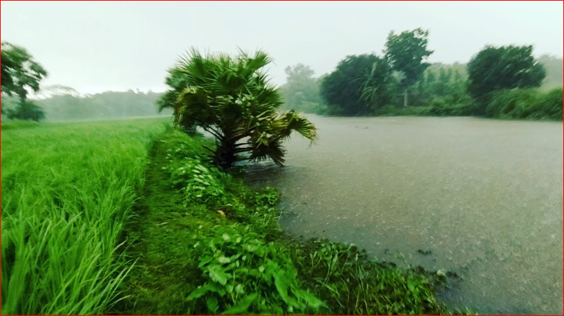 Heavy rains herald winter in Panchagarh: cause damage to Aman rice