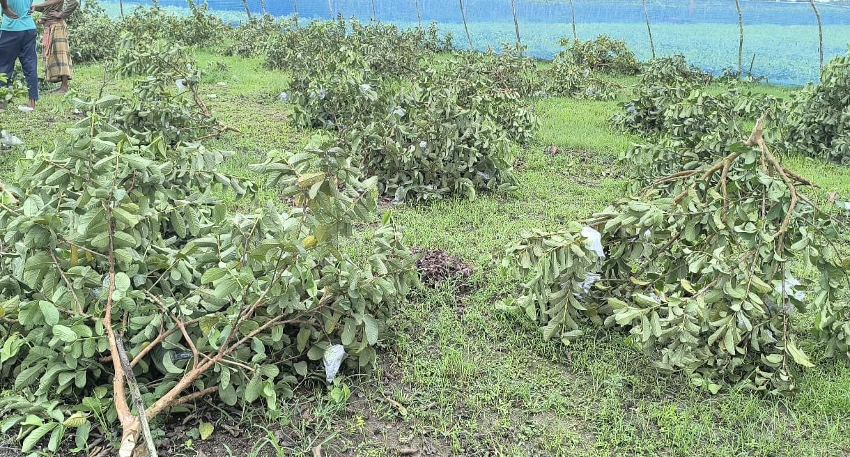 Midnight mayhem in Jibon Nagar:  300 guava trees felled, farmer's dream shattered