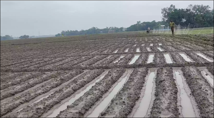 Naogaon farmers face uncertainty as unseasonal rain hits early crops