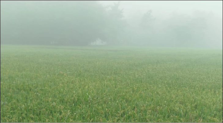 Bangladesh may face 10 cold waves this winter: Met Office