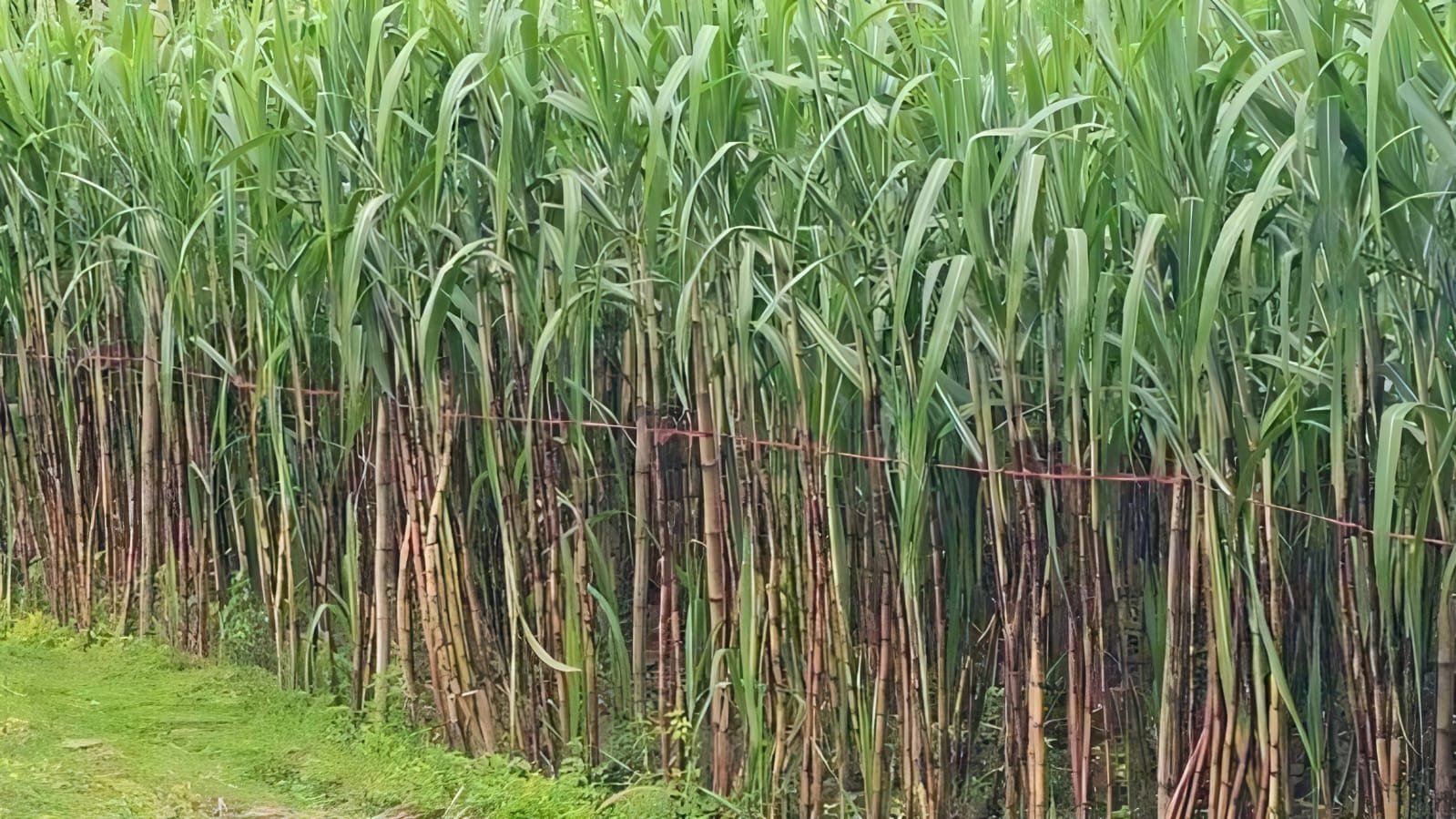 Kaharol's agricultural future depends on launching of sugar mill
