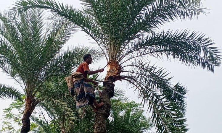 Chuadanga gachhis preparing date palm trees for juce collection 