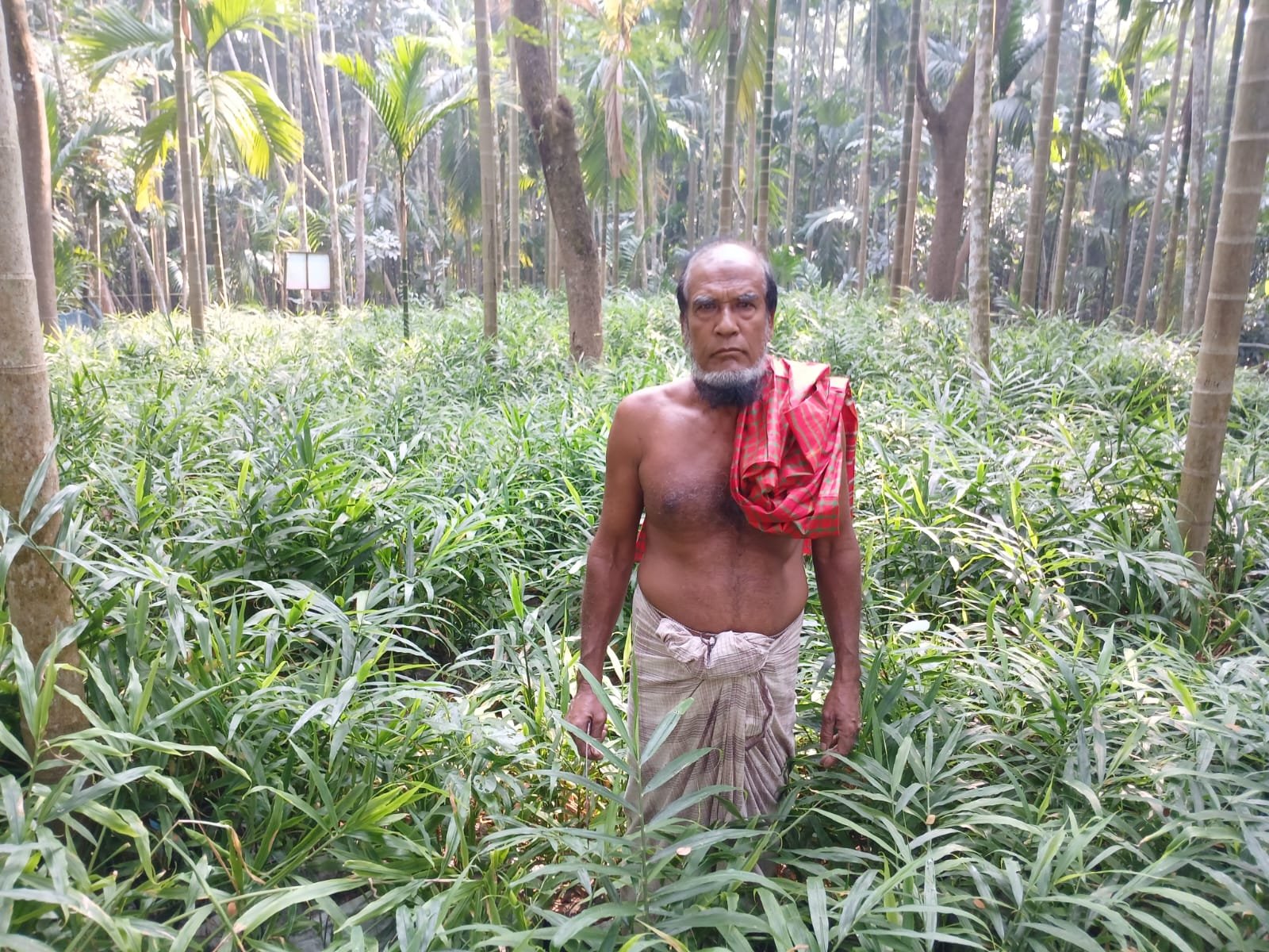 Ginger cultivation in sacks gets popular in Patuakhali 