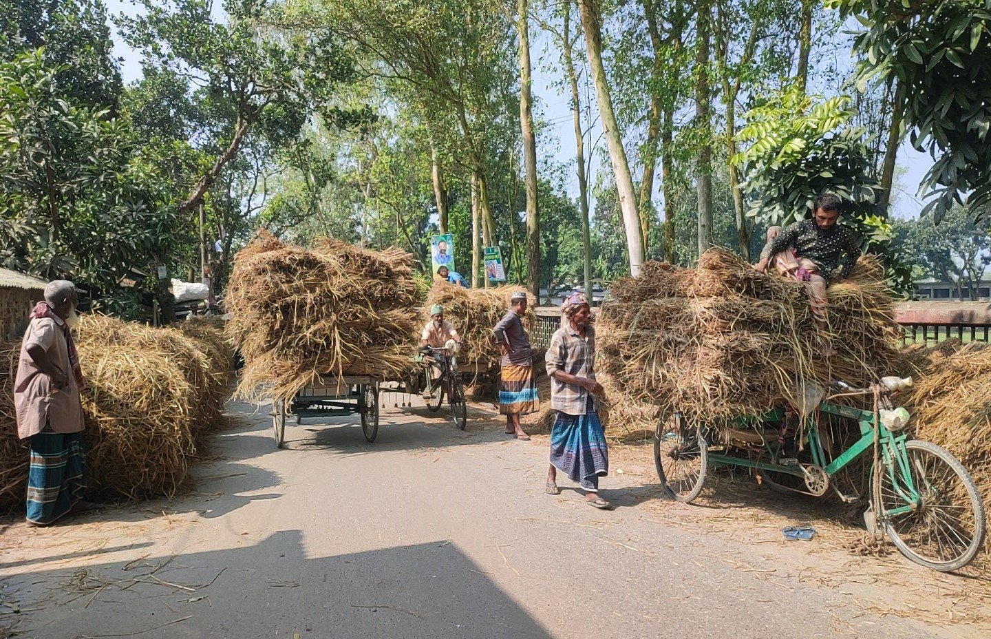 Straw now costlier than paddy in Sarishabari