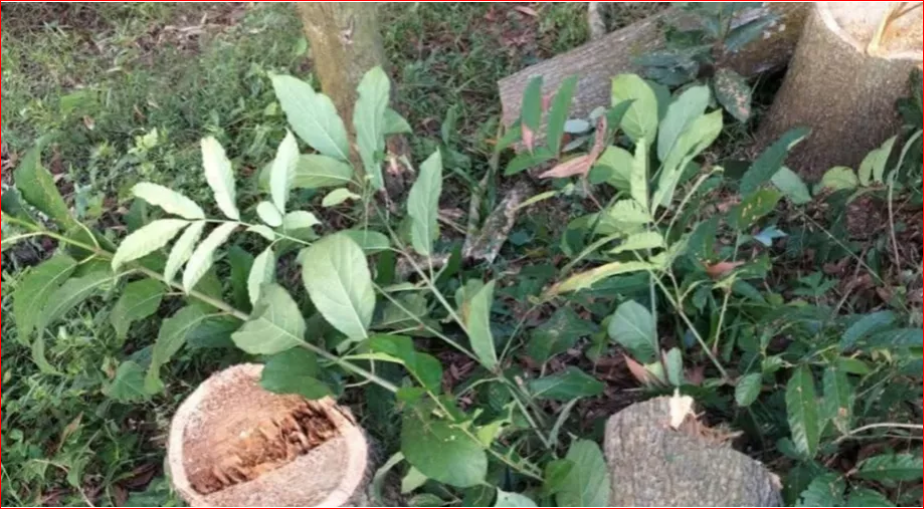 Sabotage attempt on Dhaka-Chattogram rail tracks foiled in Feni