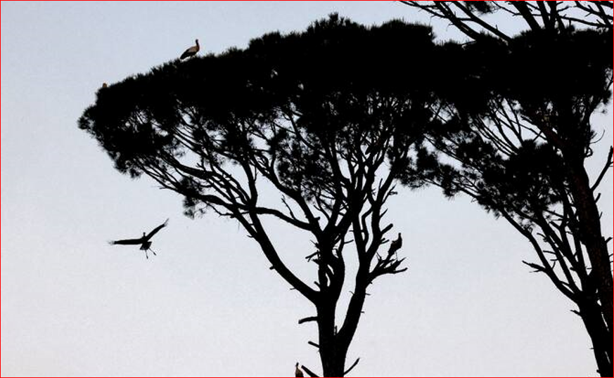 Lebanon’s historic pines are dying, one cone at a time