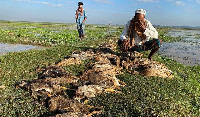 335 ducks of a farmer poisoned to death in Moulvibazar