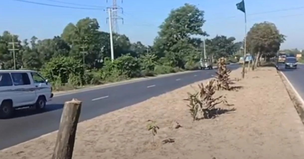 Man held for felling 50 Bakul trees on Dhaka-Chattogram highway