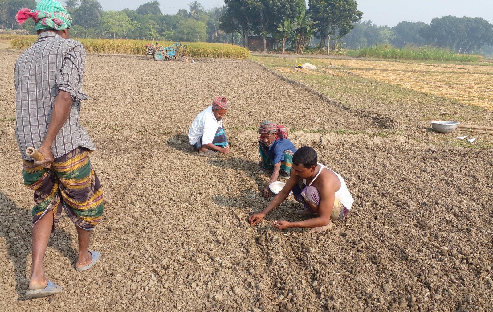 Jhenaidah farmers set to produce over 25,000 mts of garlic