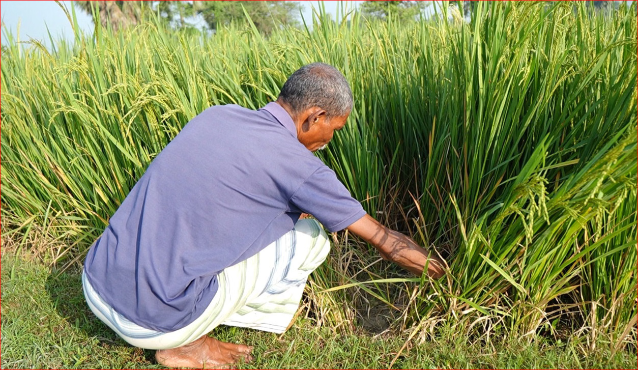 Save Barind rice-bowl from disastrous drought