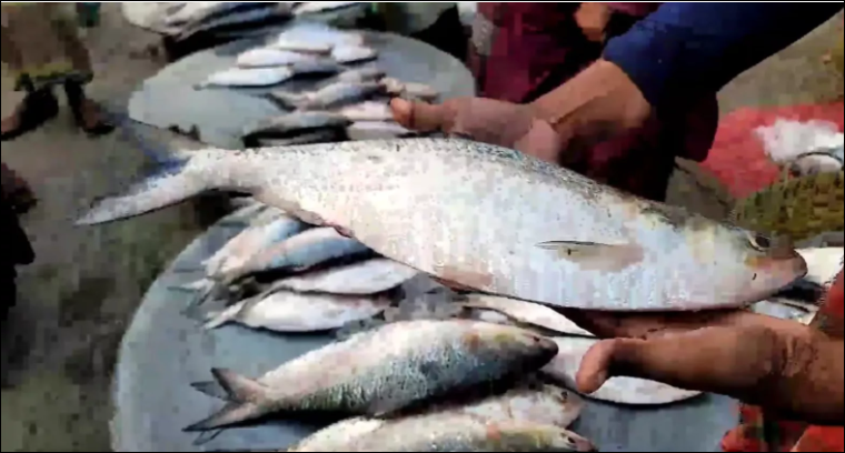 Hilsa prices soar further putting this beloved fish beyond reach