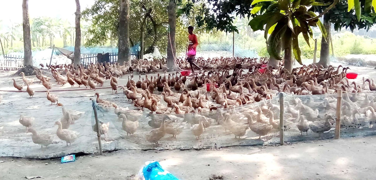 A success story of rural duck farming in Iswardi