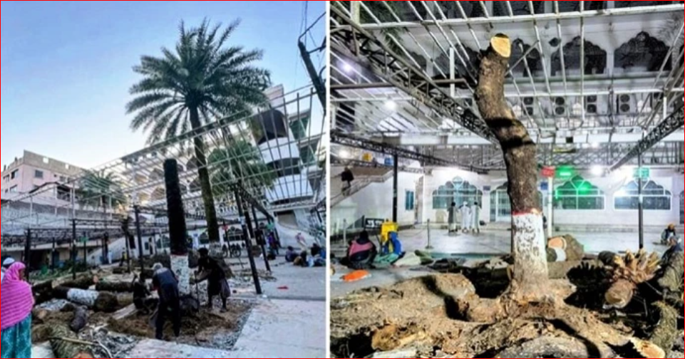 Outrage in Sylhet after date palm trees cut down at Shahjalal's shrine