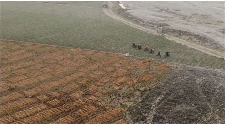 Silt-borne fertility transforms northern Bangladesh