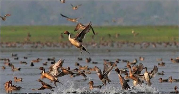Beanibazar’s green cover shrinks, migratory birds disappear