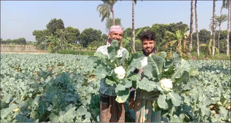 Chuadanga farmers thrive as cauliflower yields hit new high