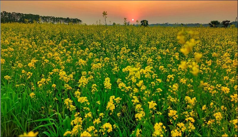 Sirajganj’s mustard fields bloom into golden seas, promise bumper harvest