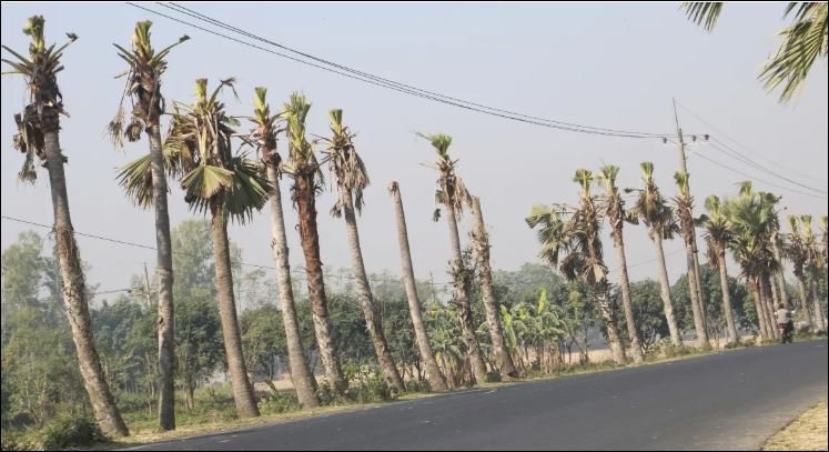 Palm trees under the axe; Naogaon bypass pays an environmental price