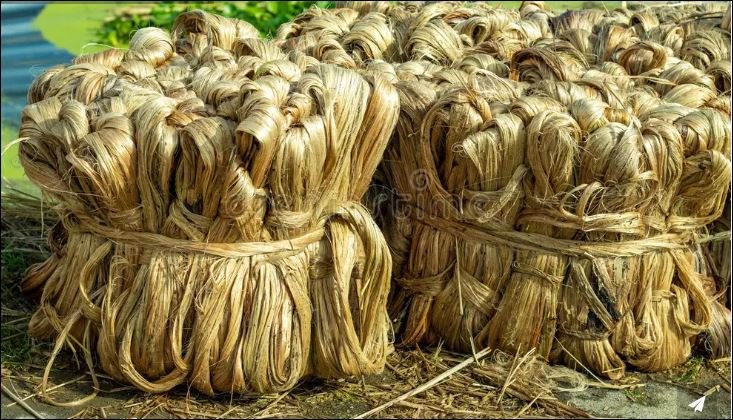 From backbone to decline; Bangladesh’s jute exports plunge