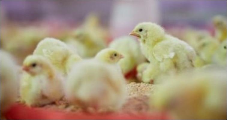 Proposed poultry policy raises fears of monopolisation in chick supply