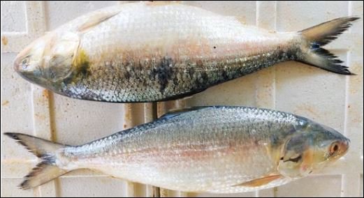 Govt allows no artificial Hilsha farming: Ministry 