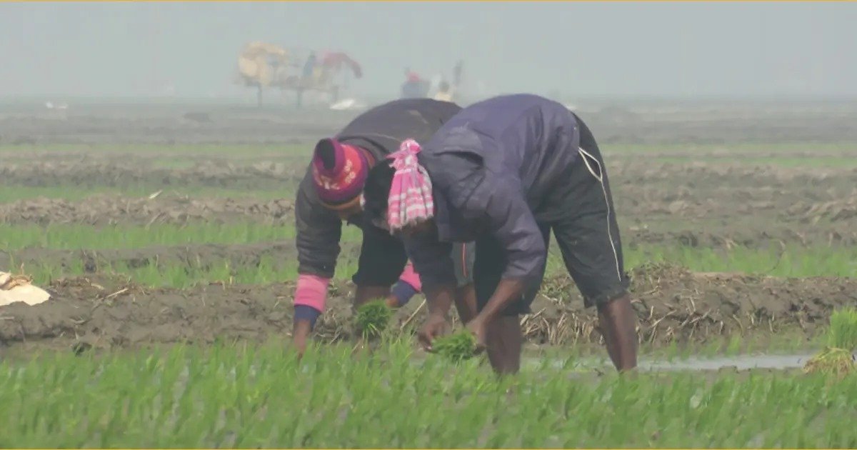 Fertiliser shortage and rising costs leave farmers worried