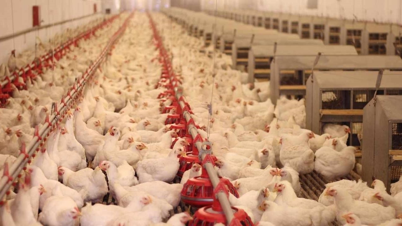 Bangladesh poultry industry fears market concentration as govt moves to restrict parent stock imports