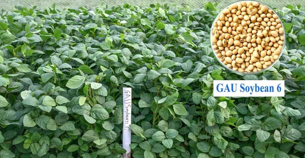 Bangladesh’s first drought-resistant soybean brings hope to char areas