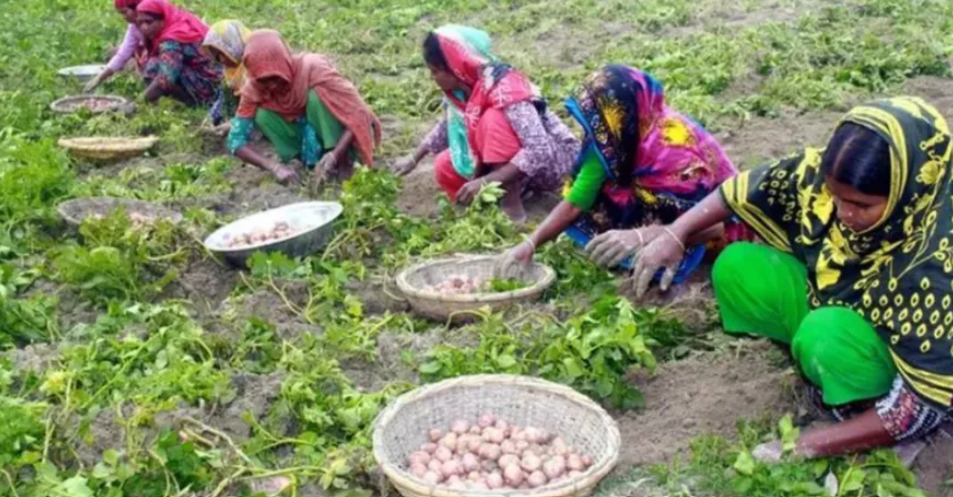 Northern region farmers struggle as potato prices crash below production cost