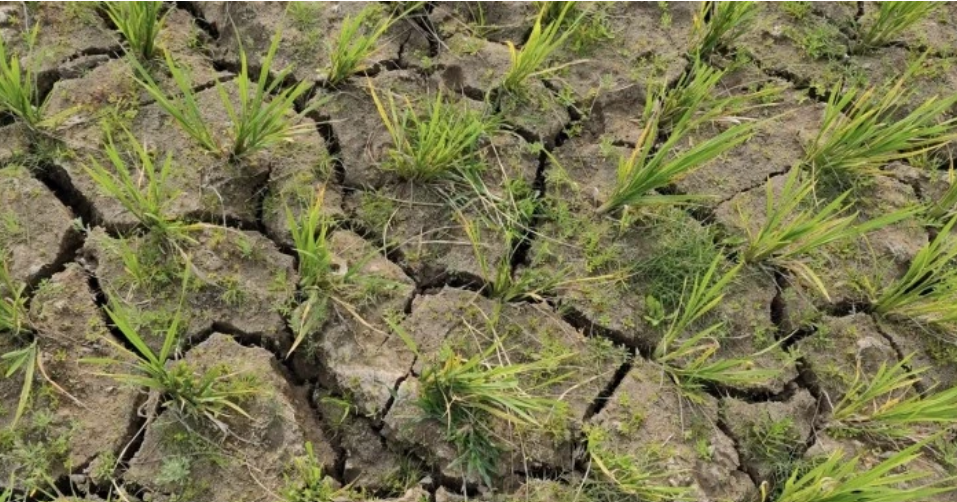 Drought deepens irrigation crisis in Sunamganj’s haor belt