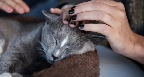 Man get 6 months for killing neighbour's pet cat