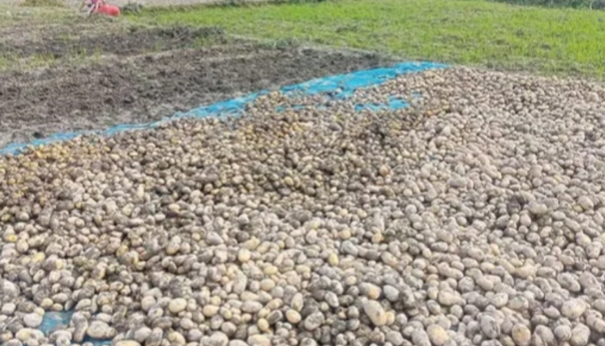 Untimely rain adds to misery of Rangpur potato farmers amid price crash