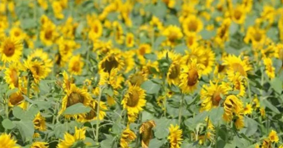 Sunflower cultivation gains ground in Khagrachhari hills