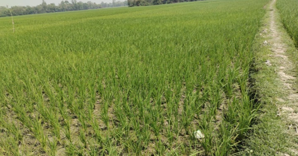 Diesel crisis disrupts irrigation in northern Bangladesh