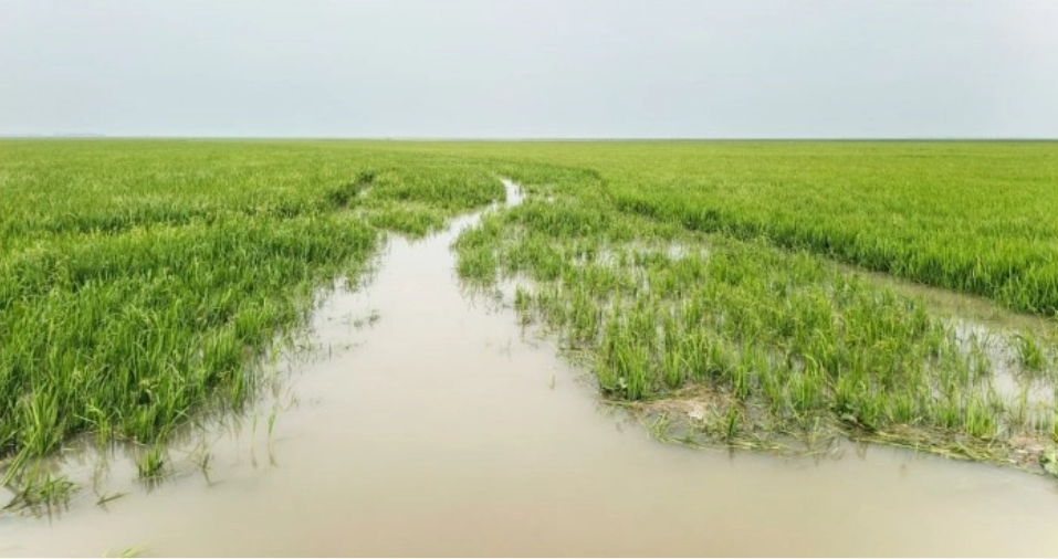 Upstream rains flood haors, endanger boro harvest