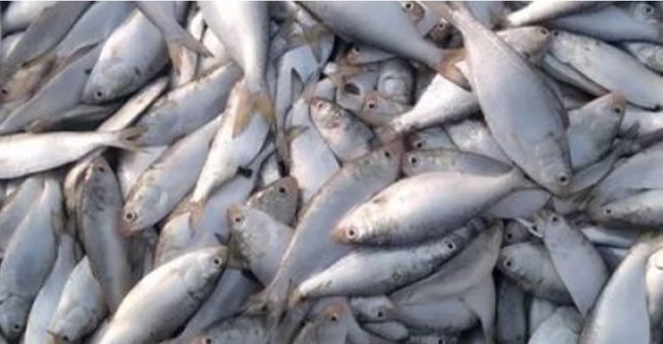 Jatka Conservation Week to be observed from April 7