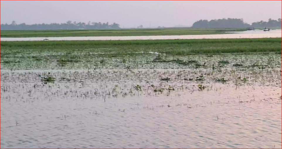 Vast tracts of boro crops submerged in Habiganj due to rain