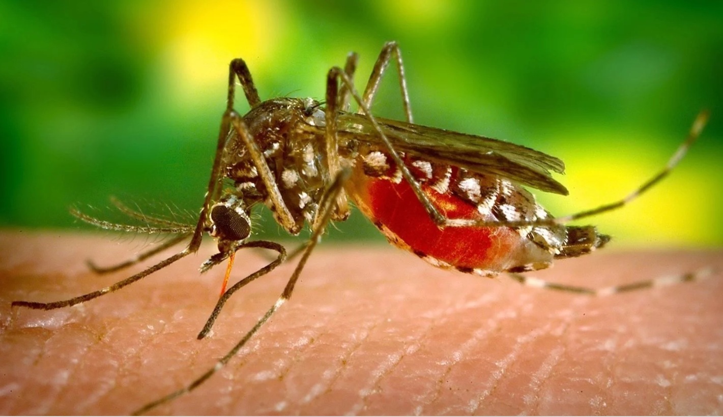 Take early steps to eradicate breeding hotspots of Aedes