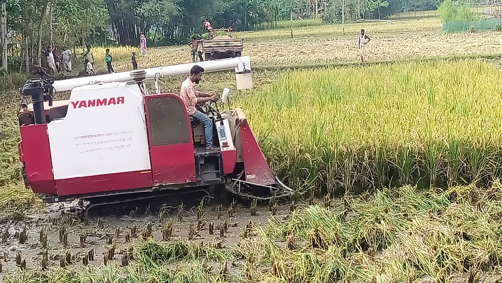 Diesel crisis, fuel price hike deepen harvesting woes for haor farmers